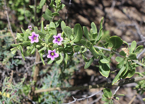  Lycium fremontii v.fremontii